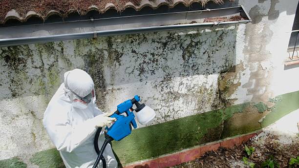 Top rated local Mold Cleanup specialists in Osceola Mills, PA